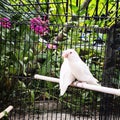 Lovely beauty white lovebird couple