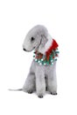 Lovely Bedlington Terrier dog dressed in a Santa hat