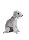 Lovely Bedlington Terrier dog sitting in the studio over white