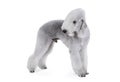 Lovely Bedlington Terrier dog standing in a classic stance over white