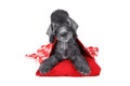 Lovely Bedlington Terrier puppy lying on a red pillow in the studio over white