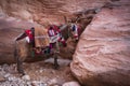 lovely Bedouin donkey, resting on the red stone cliff in Petra,