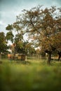 Beehives amid splendid orchard