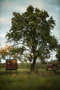 Lovely beehives amid orchard