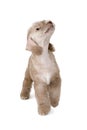 Lovely beige color Bedlington Terrier puppy standing over white