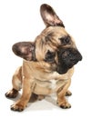 Lovely beige french bulldog looking