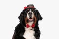 lovely berna shepherd dog wearing bowtie and hat and panting