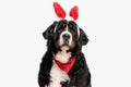 lovely bernese mountain dog with bunny ears and red bandana