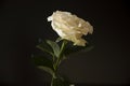 Lovely big creamy white flower rose on the black background. Green leaves and thorns. Still life. Contrast with lights and shadows Royalty Free Stock Photo