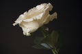 Lovely big creamy white flower rose on the black background. Green leaves and thorns. Still life. Contrast with lights and shadows Royalty Free Stock Photo