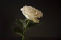 Lovely big creamy white flower rose on the black background. Green leaves and thorns. Still life. Contrast with lights and shadows Royalty Free Stock Photo