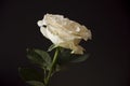 Lovely big creamy white flower rose on the black background. Green leaves and thorns. Still life. Contrast with lights and shadows Royalty Free Stock Photo