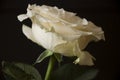 Lovely big creamy white flower rose on the black background. Green leaves and thorns. Still life. Contrast with lights and shadows Royalty Free Stock Photo