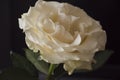 Lovely big creamy white flower rose on the black background. Green leaves and thorns. Still life. Contrast with lights and shadows Royalty Free Stock Photo