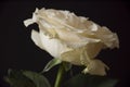 Lovely big creamy white flower rose on the black background. Green leaves and thorns. Still life. Contrast with lights and shadows Royalty Free Stock Photo