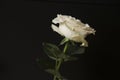 Lovely big creamy white flower rose on the black background. Green leaves and thorns. Still life. Contrast with lights and shadows Royalty Free Stock Photo