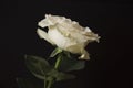 Lovely big creamy white flower rose on the black background. Green leaves and thorns. Still life. Contrast with lights and shadows Royalty Free Stock Photo