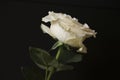 Lovely big creamy white flower rose on the black background. Green leaves and thorns. Still life. Contrast with lights and shadows Royalty Free Stock Photo