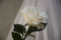 Lovely big creamy white flower rose. Green leaves and thorns. Still life. Contrast with lights and shadows, silhouette. Black, gre Royalty Free Stock Photo