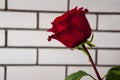 Lovely big  flower of rose of vinous red color. Green leaves and thorns. Still life. Light brick background Royalty Free Stock Photo