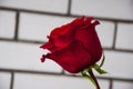 Lovely big  flower of rose of vinous red color. Green leaves and thorns. Still life. Light brick background Royalty Free Stock Photo