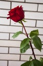 Lovely big  flower of rose of vinous red color. Green leaves and thorns. Still life. Light brick background Royalty Free Stock Photo