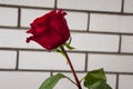 Lovely big  flower of rose of vinous red color. Green leaves and thorns. Still life. Light brick background Royalty Free Stock Photo