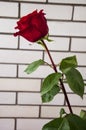 Lovely big  flower of rose of vinous red color. Green leaves and thorns. Still life. Light brick background Royalty Free Stock Photo