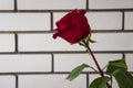 Lovely big  flower of rose of vinous red color. Green leaves and thorns. Still life. Light brick background Royalty Free Stock Photo