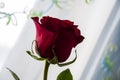 Lovely big flower of rose of vinous red color with its shadow reflection. Calm grey and blue background Royalty Free Stock Photo