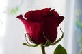 Lovely big flower of rose of vinous red color with its shadow reflection. Calm grey and blue background Royalty Free Stock Photo