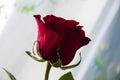 Lovely big flower of rose of vinous red color with its shadow reflection. Calm grey and blue background Royalty Free Stock Photo