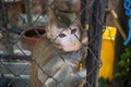 Lovely big thai monkey In the cage Royalty Free Stock Photo