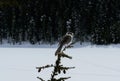 Lovely bird and snow