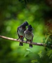 Lovely bird couple romancing