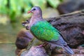 Lovely bird Emerald DoveGreen-winged Pigeon on branch