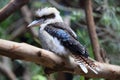 Lovely bird kookaburra