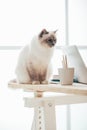 Lovely birman cat at home Royalty Free Stock Photo