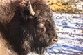 Lovely bison with a profound look Royalty Free Stock Photo