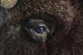 Lovely bison with a profound look Royalty Free Stock Photo