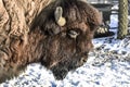 Lovely bison with a profound look Royalty Free Stock Photo