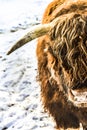 Lovely bison with a profound look Royalty Free Stock Photo