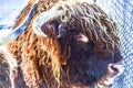 Lovely bison with a profound look Royalty Free Stock Photo
