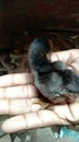 Baby aseel chick sitting on a hand beautiful colour black looking good baby