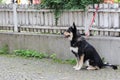 Lovely black dog waiting for his owner out of a shop