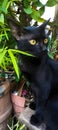 Lovely black kitty Royalty Free Stock Photo