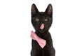 Lovely black metis cat looking up, licking nose and wearing bowtie