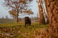 Lovely black pug, beautiful dog standing on a meadow during sunset, among trees