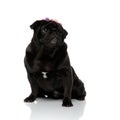 Lovely black pug looking away and wearing a headband