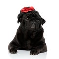 Lovely black pug posing and looking to the side